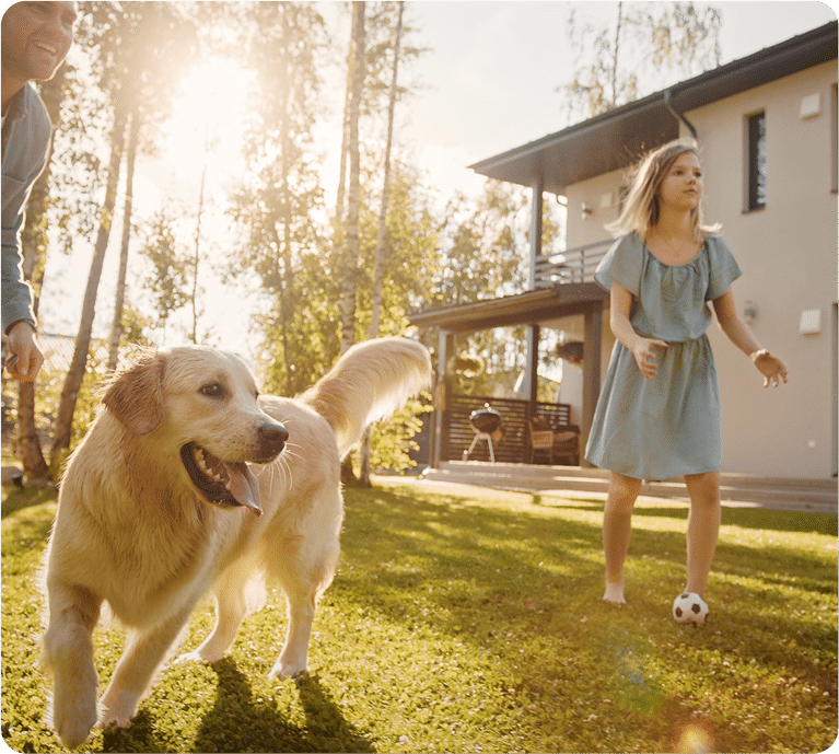 A playful golden retriever runs joyfully on the green grass, with a sunny backyard and a modern house in the background.